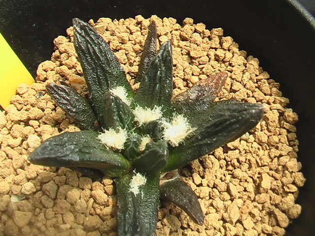 ★奈研★サボテン・多肉植物★630★竜角牡丹 実生 Ariocarpus scapharostrus (seedling) 約W5.7cmの画像2