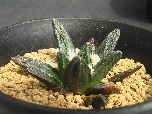 ★奈研★サボテン・多肉植物★630★竜角牡丹 実生 Ariocarpus scapharostrus (seedling) 約W5.7cmの画像4