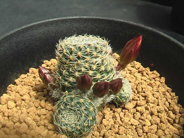 ★奈研★サボテン・多肉植物★634★レブチアRebutia　heliosa　v.cajasensis　LH1229　実生　約総径3.2cm_画像3