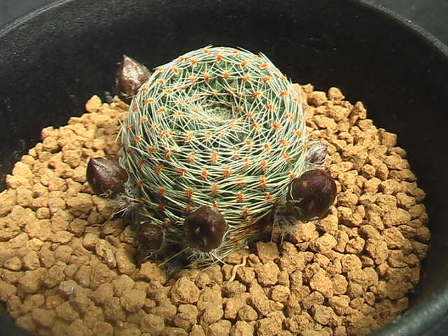 ★奈研★サボテン・多肉植物★634★レブチアRebutia heliosa v.cajasensis LH1229 実生 約総径3.2cmの画像4