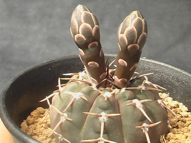 ★奈研★サボテン・多肉植物★669★ギムノカリキュウム 鳳頭　　Gymnocalycium　bodenbenderianum　実生　約W5.0cm_画像2