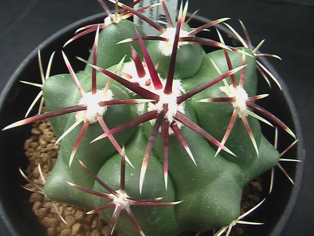 ★奈研★サボテン・多肉植物★698★テロカクタス　紅鷹　Thelocactus heterochromus　実生 約W 6.4cm_画像1