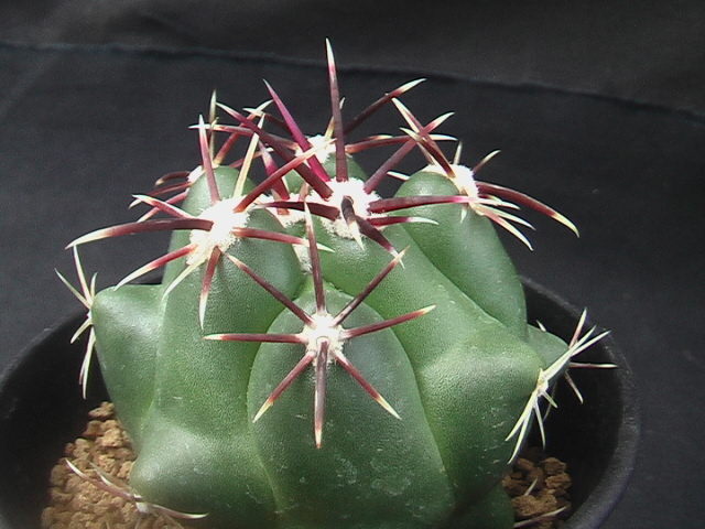 ★奈研★サボテン・多肉植物★698★テロカクタス　紅鷹　Thelocactus heterochromus　実生 約W 6.4cm_画像4