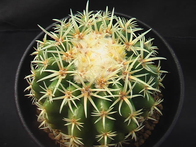 ★奈研★サボテン・多肉植物★709★ エキノカクタス短刺金鯱（王金鯱）Echinocactus　grusonii　v.brevispinus　実生　約W7.2cm_画像3