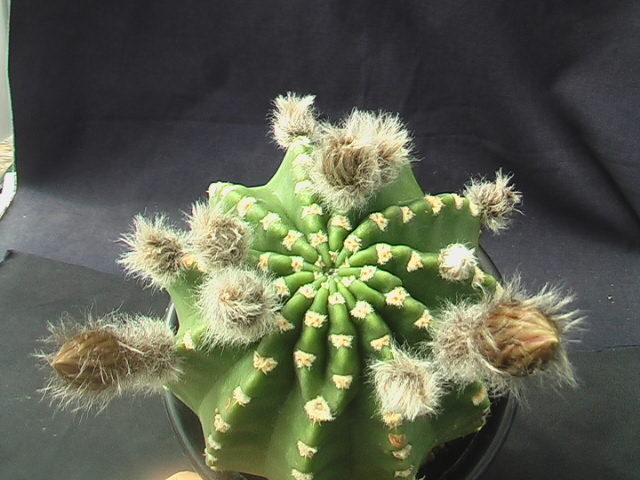 ★奈研★サボテン・多肉植物★778★エキノプチス　品種名不明　花見本付　Echinopsis　 約W10.2 cm_画像2