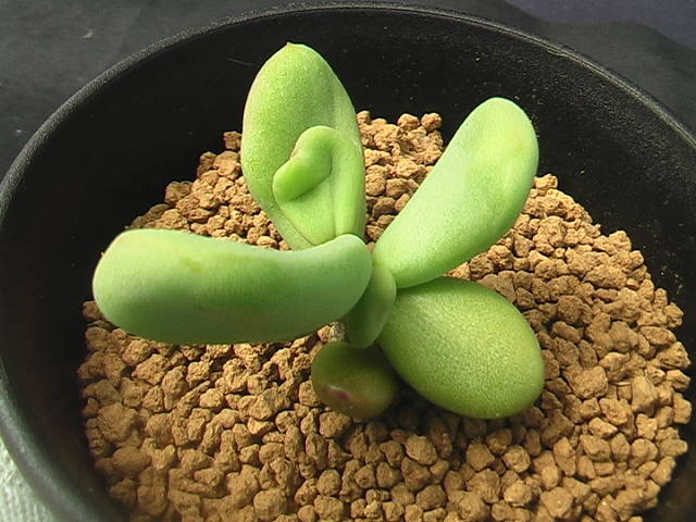 ★奈研★サボテン・多肉植物★828★ケラリア　ピグマエア　実生　Ceraria　pygmaea (seedling)　 約W4.6cm_画像4