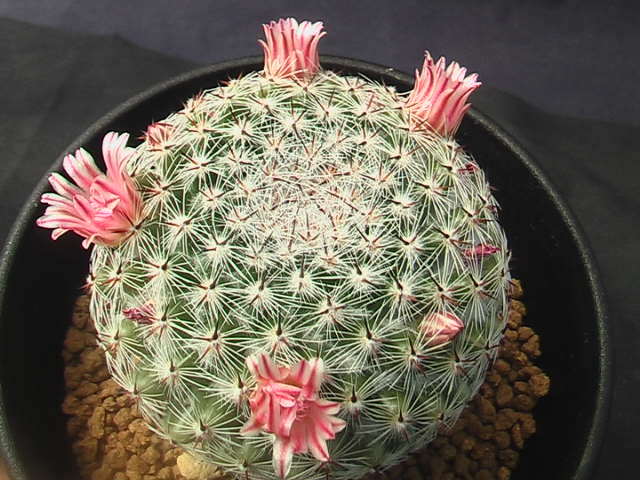 ★奈研★サボテン・多肉植物★838★マミラリア　恋山彦　実生　Mammillaria　brauneana　 約W5.0cm_画像2