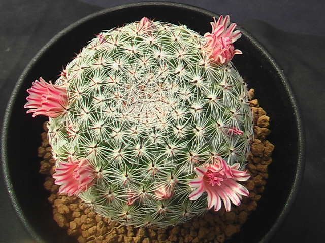 ★奈研★サボテン・多肉植物★838★マミラリア　恋山彦　実生　Mammillaria　brauneana　 約W5.0cm_画像6