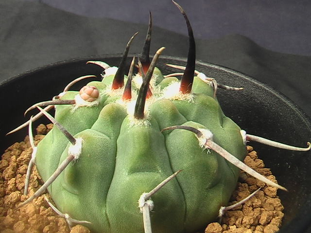 ★奈研★サボテン・多肉植物★849★強刺バッテリー　実生 Gymnocalycium　vatteri　cv.(seedling) 約W4.8cm_画像3