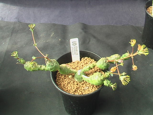 ★奈研★サボテン・多肉植物★859★ユーフォルビア　グロボーサ　Euphorbia　globosa ミニラン3号鉢植え　約総径16.0cm_画像1