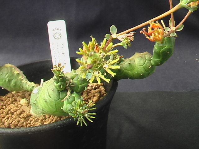★奈研★サボテン・多肉植物★859★ユーフォルビア　グロボーサ　Euphorbia　globosa ミニラン3号鉢植え　約総径16.0cm_画像3