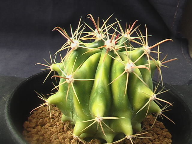 ★奈研★サボテン・多肉植物★861★フェロカクタス　金赤竜錦(曙斑)　実生　Ferocactus wislizeni varieg. 約W5.9cm_画像3