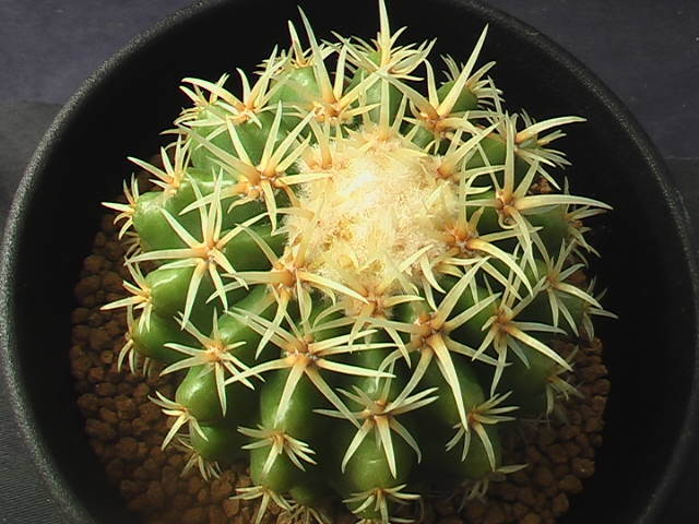 ★奈研★サボテン・多肉植物★873★エキノカクタス　 短刺金鯱（王金鯱）Echinocactus　grusonii　v.brevispinus　実生　約W 6.4cm_画像3