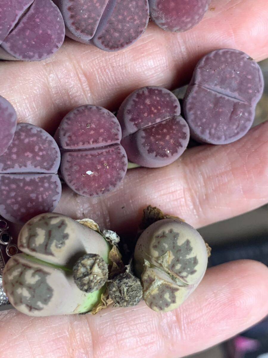 リトープス 多肉植物 紫夫人紫福来 麗紅玉種子付き　大粒セット_画像3