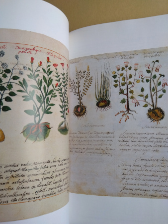 【洋書】The Illustrated Herbal 植物(ハーブ)のイラスト 植物画 ボタニカルアート ヨーロッパ 植物学 英語_画像9