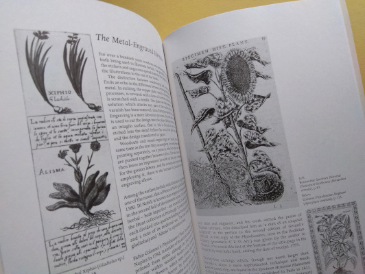【洋書】The Illustrated Herbal 植物(ハーブ)のイラスト 植物画 ボタニカルアート ヨーロッパ 植物学 英語_画像10