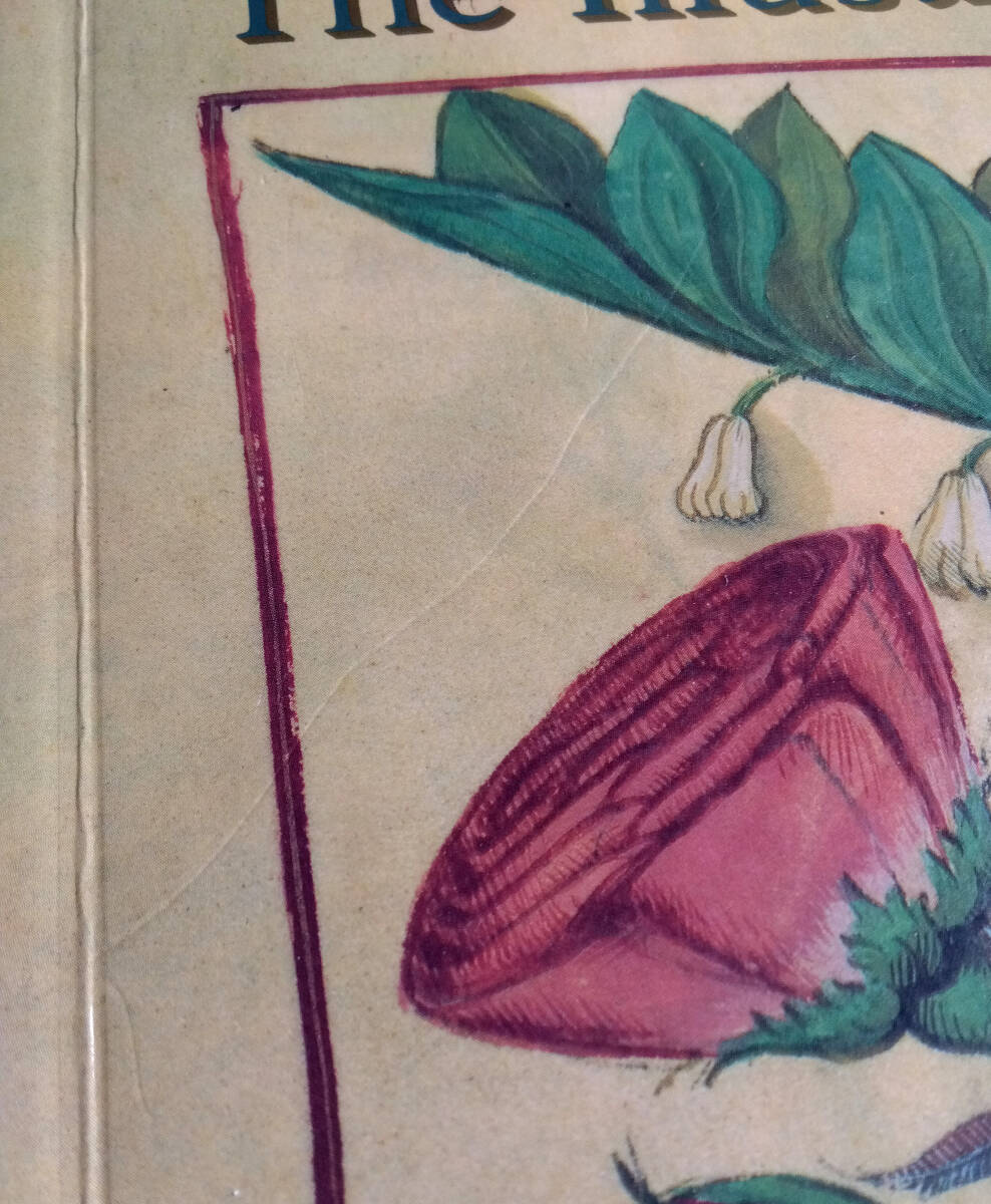 【洋書】The Illustrated Herbal 植物(ハーブ)のイラスト 植物画 ボタニカルアート ヨーロッパ 植物学 英語_画像6