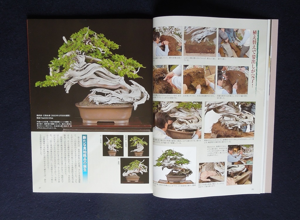 月刊近代盆栽誌最新号から一年分１２冊の画像8