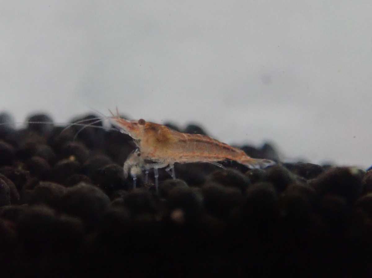  red mi Nami freshwater prawn 20 pcs +α. egg shrimp entering 1