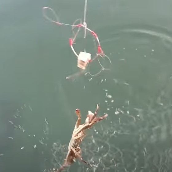 5個セット カニ釣り仕掛け 蟹釣り かに釣り かにつり 蟹つり カニつり カニ網み ワタリガニ ガザミ イシガニ トゲクリガニ 毛ガニ