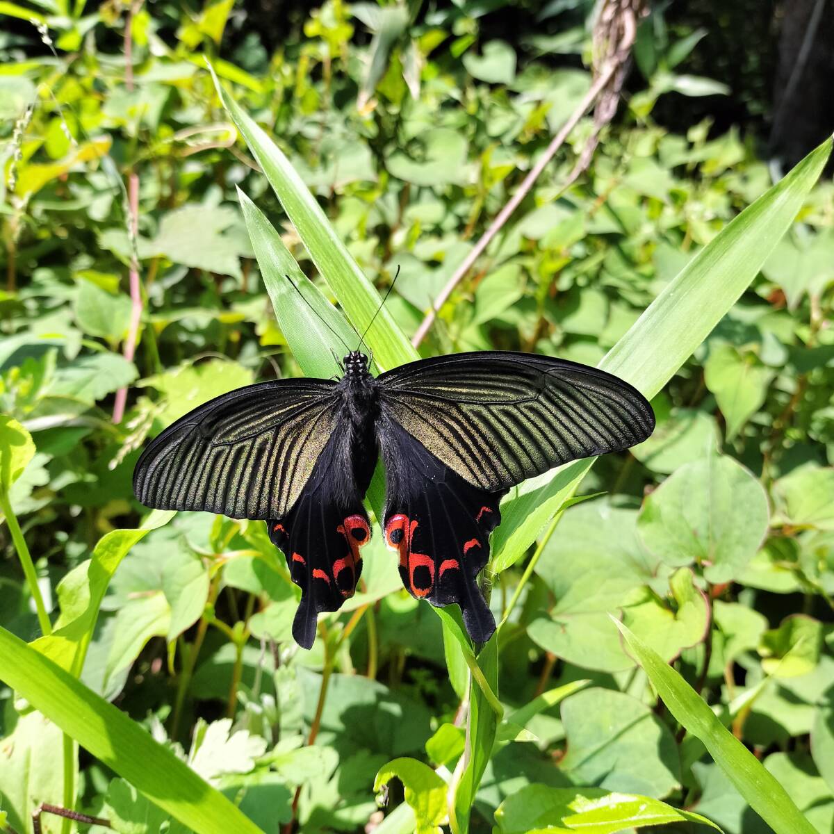 アゲハ蝶の餌 八朔の葉 無農薬 アゲハのエサ はっさくの葉の画像3