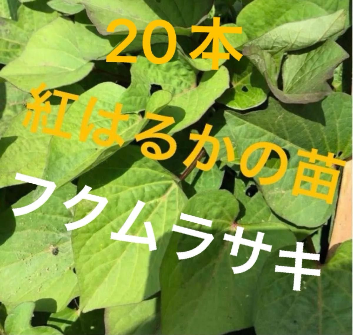 さつまいもの苗　紅はるか 抜き苗10本　 とふくむらさき苗10本無農薬