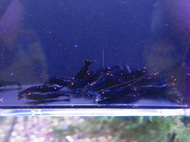 Golden-shrimp  ブラックダイヤゴールデンアイ赤錆系水槽より30匹繁殖セット 発送日は金土日のみの画像1