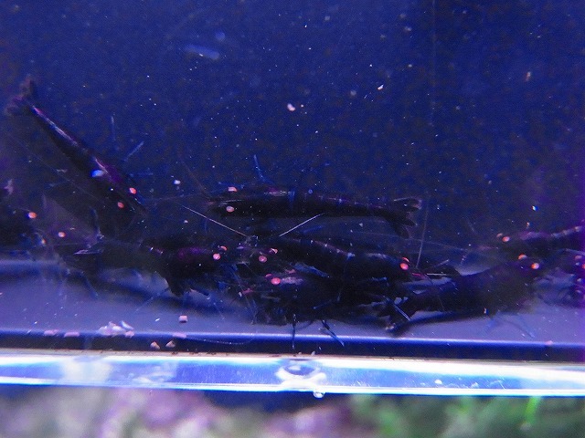 Golden-shrimp  ブラックダイヤゴールデンアイ赤錆系水槽より30匹繁殖セット 発送日は金土日のみの画像10