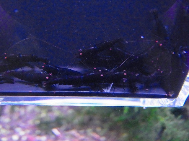 Golden-shrimp  ブラックダイヤゴールデンアイ赤錆系水槽より30匹繁殖セット 発送日は金土日のみの画像7