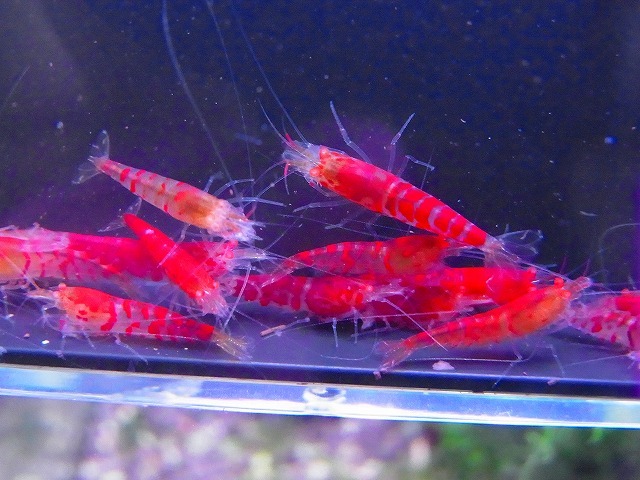 Golden-shrimp  上物ゴールデンアイ30匹繁殖セット 発送日は金土日のみの画像3