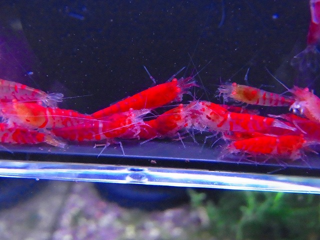 Golden-shrimp  上物ゴールデンアイ30匹繁殖セット 発送日は金土日のみの画像4