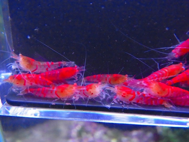Golden-shrimp  上物ゴールデンアイ30匹繁殖セット 発送日は金土日のみの画像6