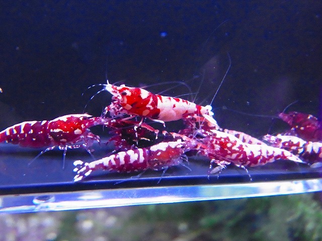 Golden-shrimp  レッドギャラクシーフィッシュボーン♀10匹（全抱卵）セット 発送日は金土日のみの画像8