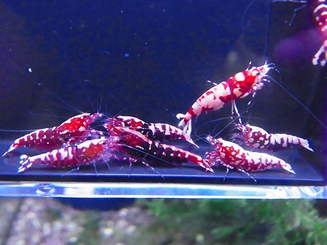 Golden-shrimp  レッドギャラクシーフィッシュボーン♀10匹（全抱卵）セット 発送日は金土日のみの画像3