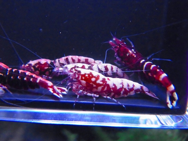 Golden-shrimp  レッドギャラクシーフィッシュボーン♀10匹（全抱卵）セット 発送日は金土日のみの画像1