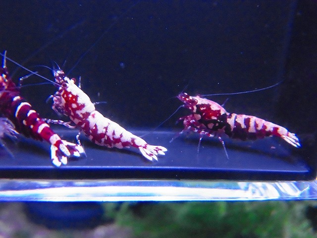 Golden-shrimp  レッドギャラクシーフィッシュボーン♀10匹（全抱卵）セット 発送日は金土日のみの画像5