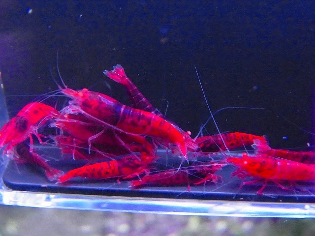 Golden-shrimp　　ミドル～ハイグレード　レッドダイヤゴールデンアイ20匹繁殖セット　発送日は金土日のみ_画像3