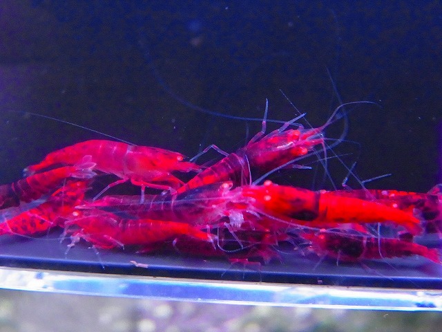 Golden-shrimp　　ミドル～ハイグレード　レッドダイヤゴールデンアイ20匹繁殖セット　発送日は金土日のみ_画像5