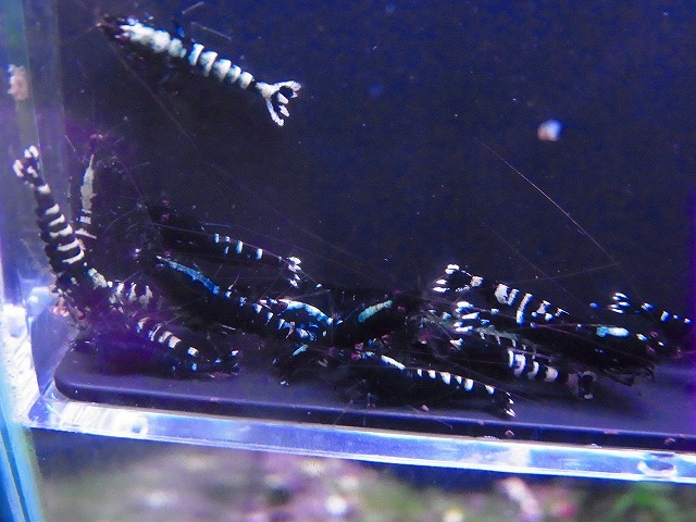 Golden-shrimp Galaxy fish bo-nH grade entering 30 pcs breeding set shipping day is gold Saturday and Sunday only 