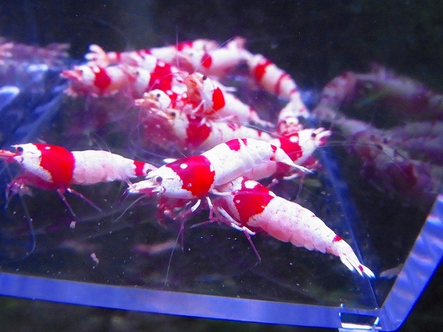 Golden-shrimp　　種親レッドビーシュリンプ♂6♀9　15匹ブリードセット　発送日は金土日のみ_画像1