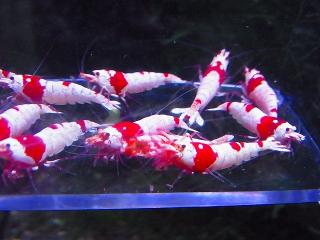 Golden-shrimp　　種親レッドビーシュリンプ♂6♀9　15匹ブリードセット　発送日は金土日のみ_画像8