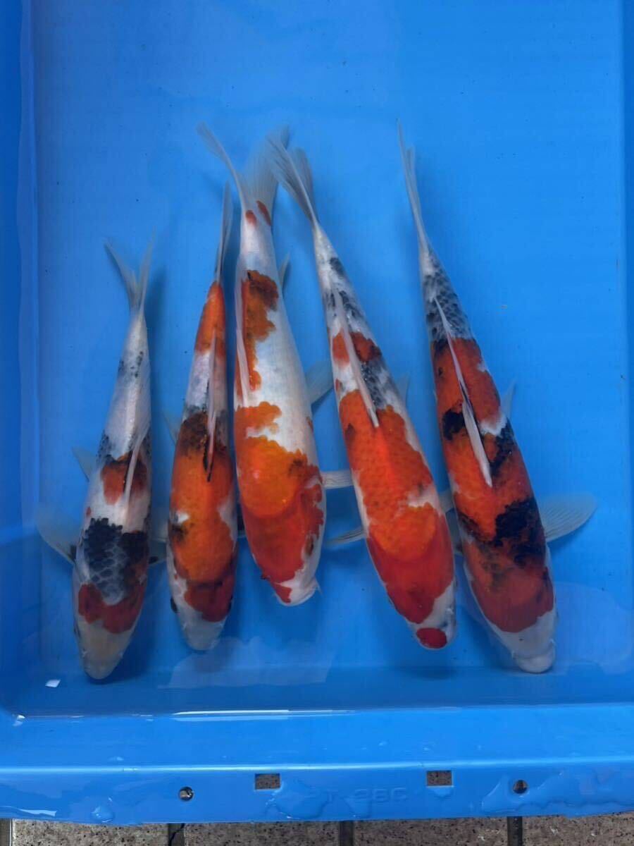 同梱不可 錦鯉 当歳 上野養魚場産 昭和三色 5匹セット 25㎝〜30㎝ No.①の画像2