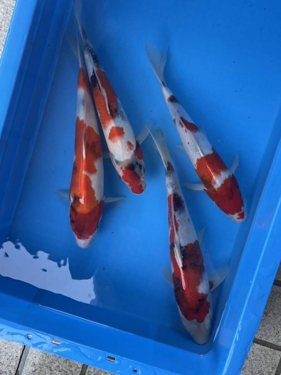 同梱不可 錦鯉 当歳 上野養魚場産 昭和三色 4匹セット 27㎝〜32㎝ No.③の画像5