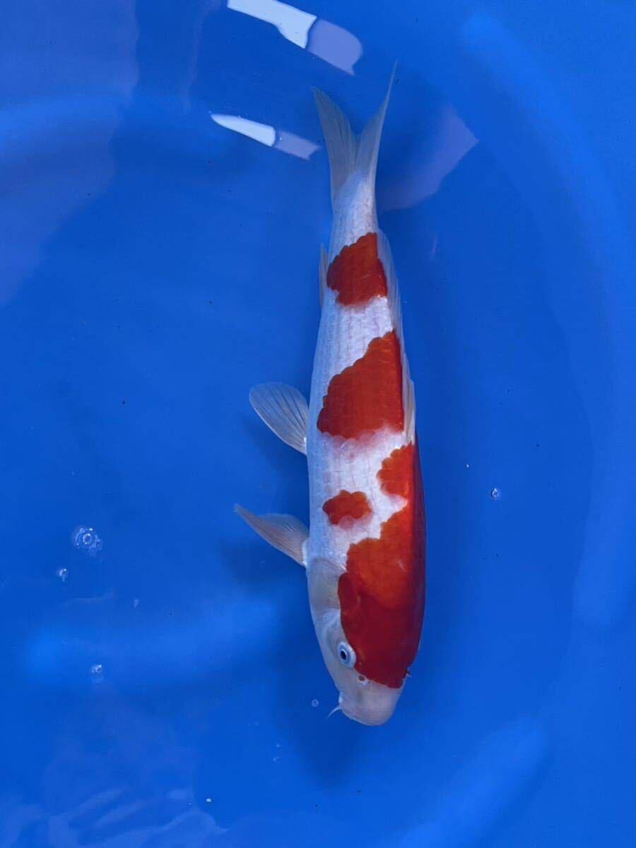 錦鯉　ジャンボ当歳　上野養魚場産　質も最高！　紅白　34㎝　3匹まで同梱可_画像5