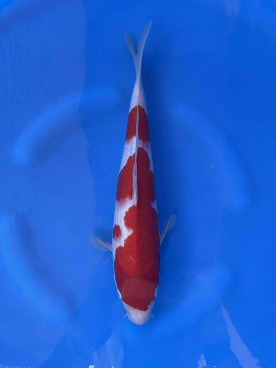 錦鯉　ジャンボ当歳　上野養魚場産　質も最高！　紅白　34㎝　3匹まで同梱可_画像3