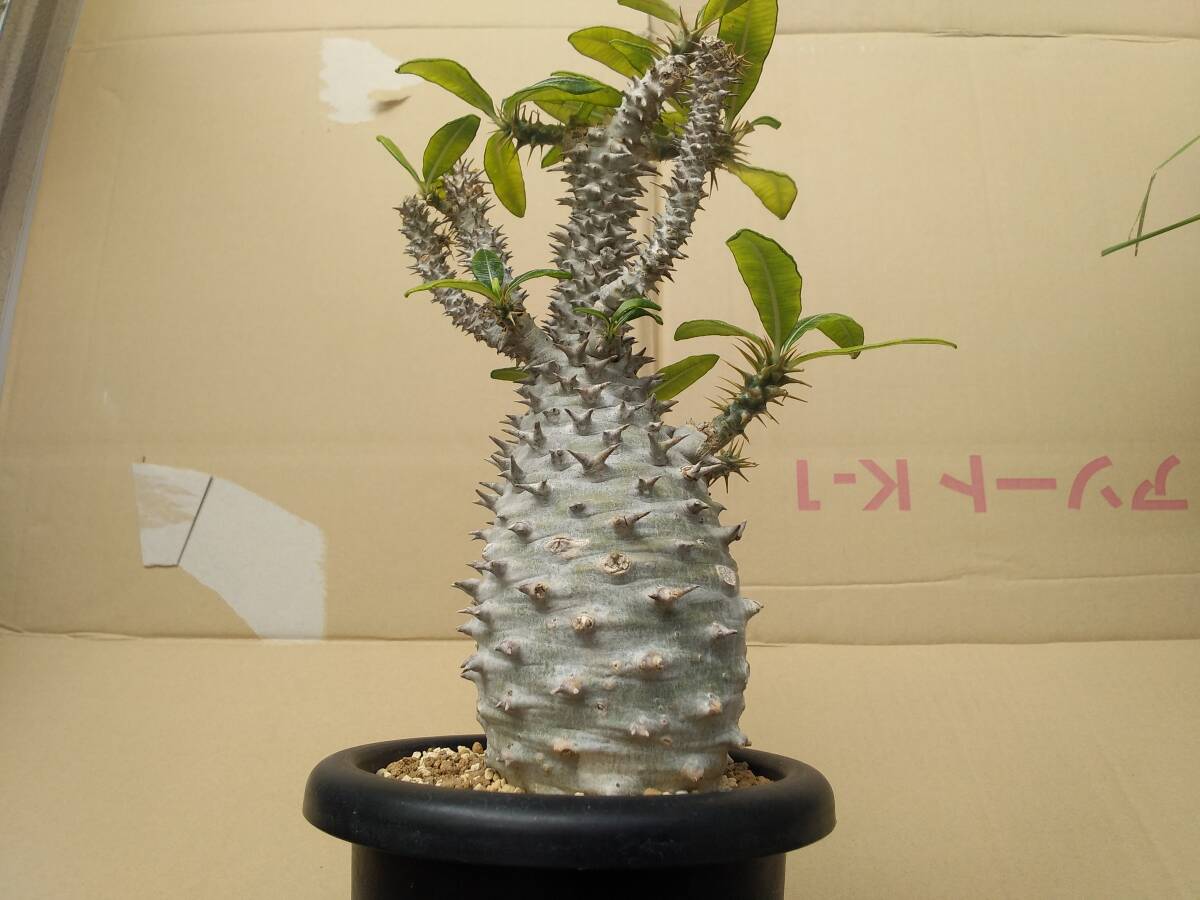 Yahoo!オークション - 本物 パキポディウム・アンボンゲンセ Yahoo!オークション - 本物 パキポディウム・アンボンゲンセ