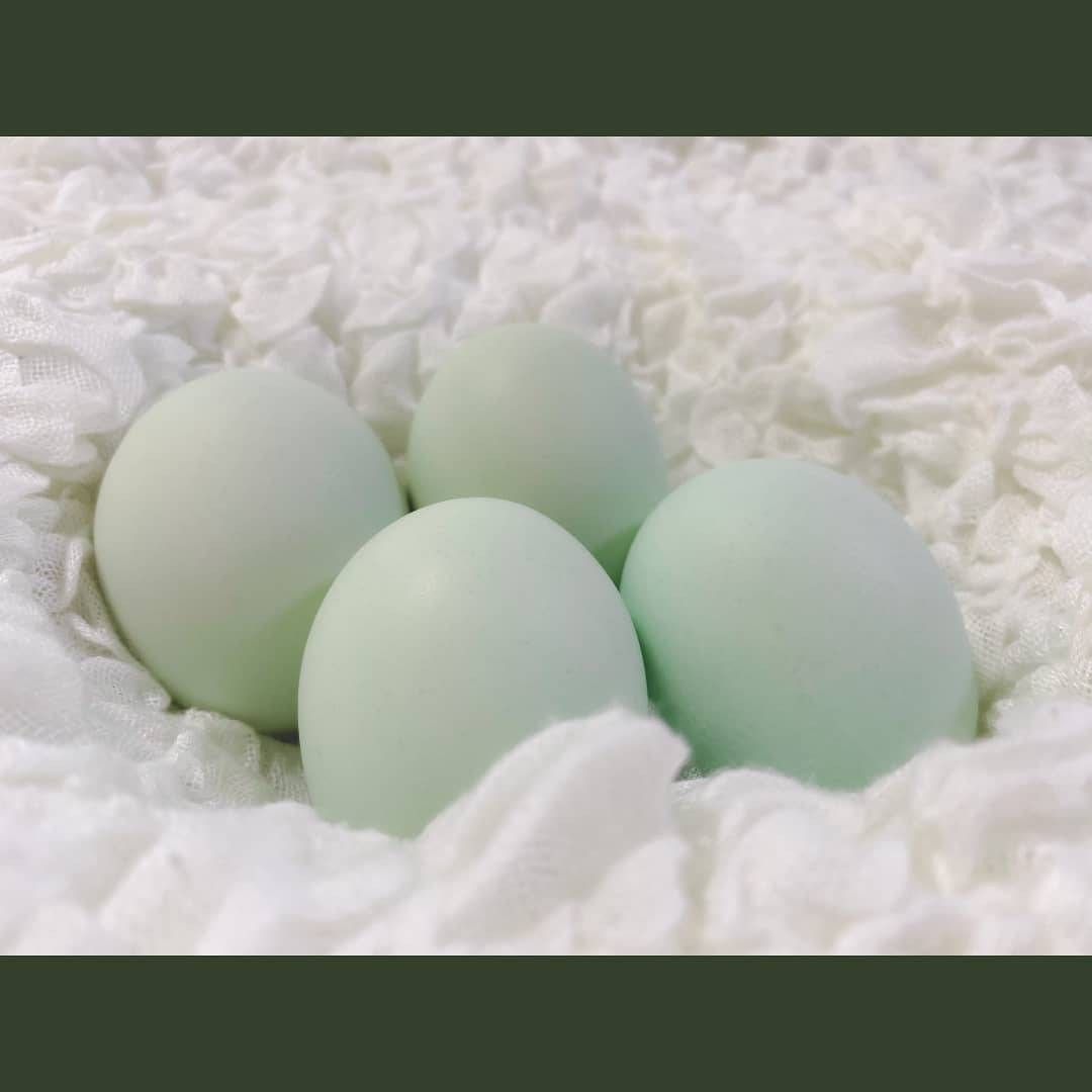 けんちゃん卵MS～2L(M.Lサイズ多め) 50個  朝採れ 平飼い あすなろ卵