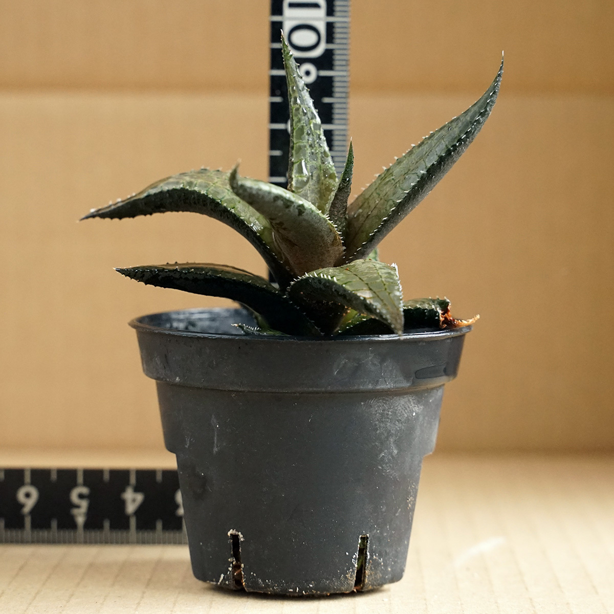 ハオルチア ヴェノーサ ベノーサ haworthia venosa 多肉植物 ハオルシア 竜鱗 （1）_画像2