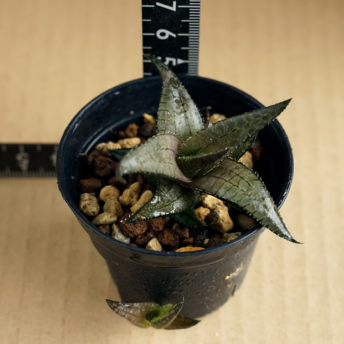 ハオルチア ヴェノーサ ベノーサ haworthia venosa 多肉植物 ハオルシア 竜鱗 （2）_画像1