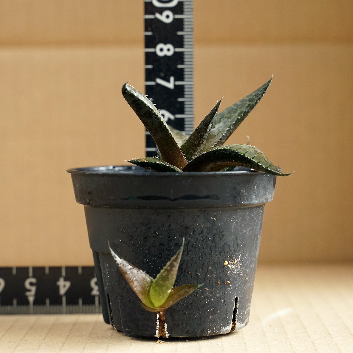 ハオルチア ヴェノーサ ベノーサ haworthia venosa 多肉植物 ハオルシア 竜鱗 （2）_画像2